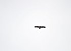 Steppearend (Aquila nipalensis)  Kloof bij Yolin Am 21-08-2016 (2)